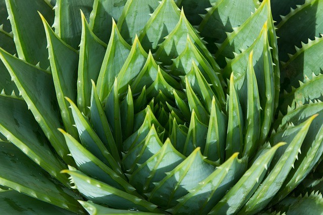 Planta medicinal babosa