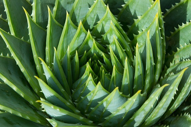 Aloe vera: 10 motivos para apostar nas propriedades medicinais da planta -  16/10/2020 - UOL VivaBem