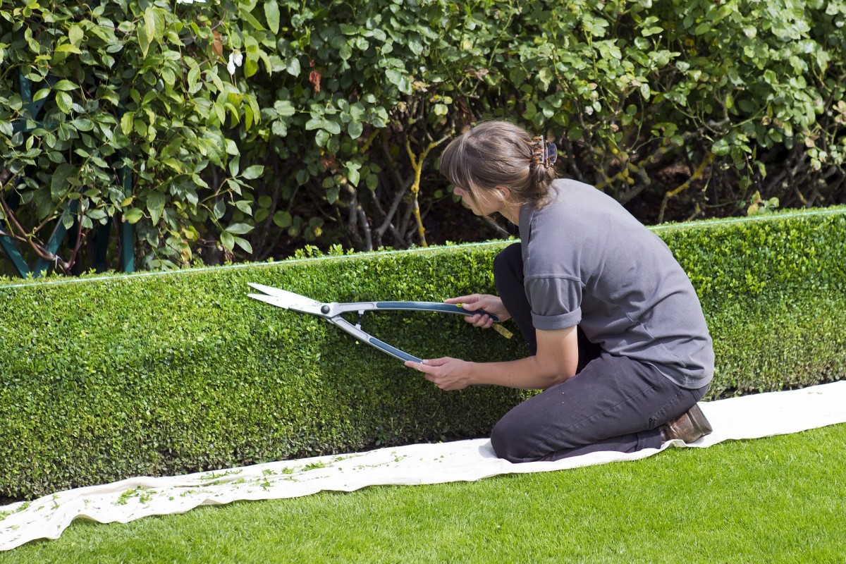 As melhores sebes de crescimento rápido para cobrir o jardim