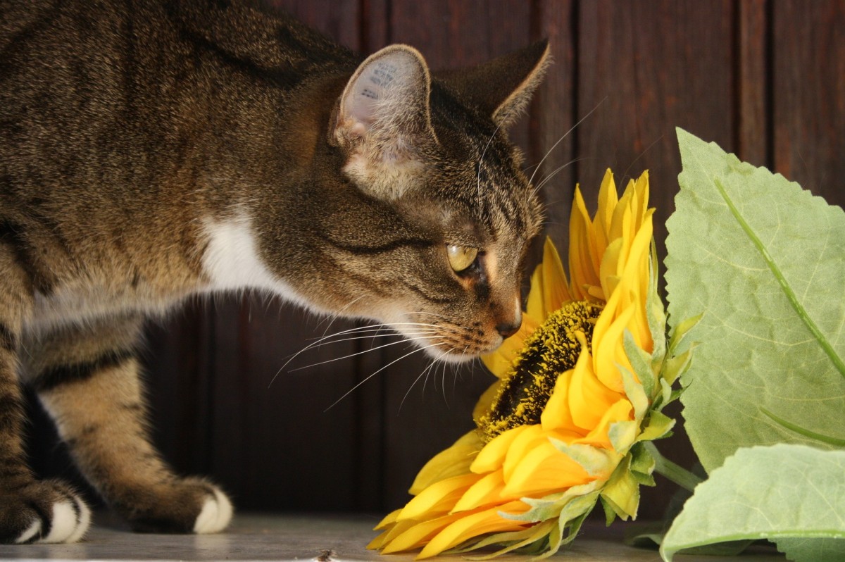 Plantas pet-friendly