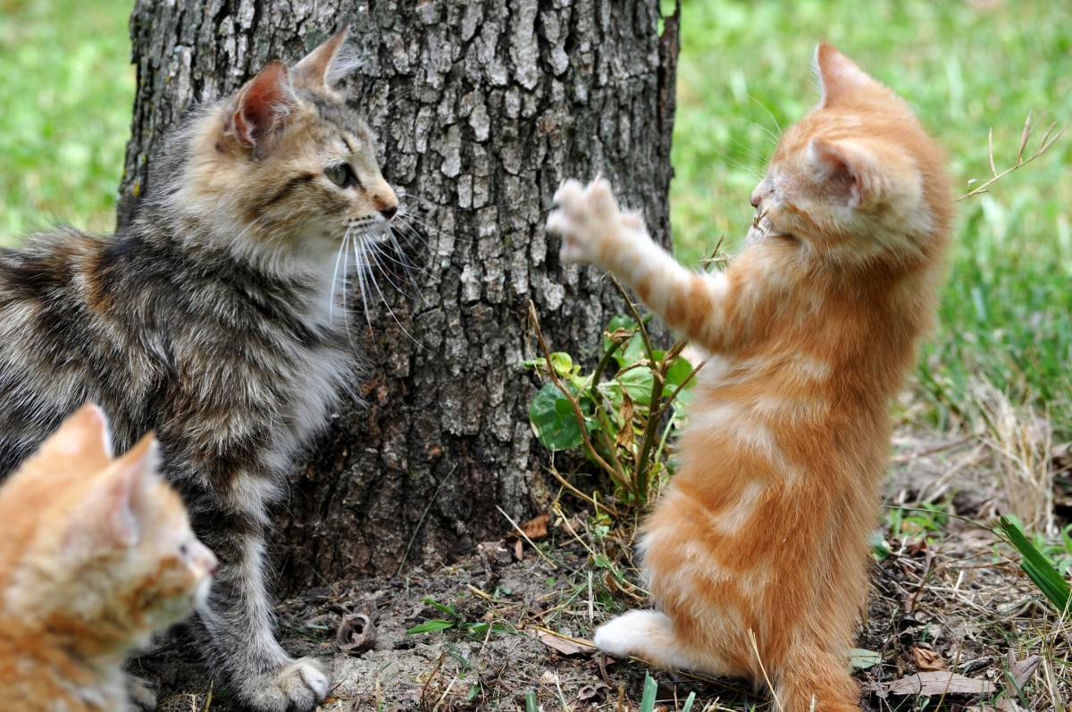 Gatos e cães em casa? As plantas seguras para animais domésticos