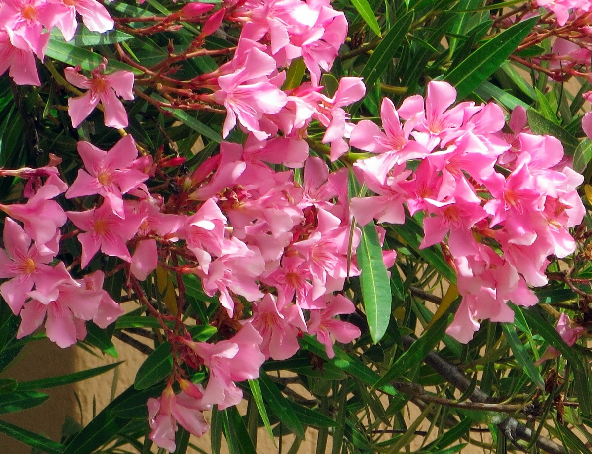 As melhores sebes de crescimento rápido para cobrir o jardim