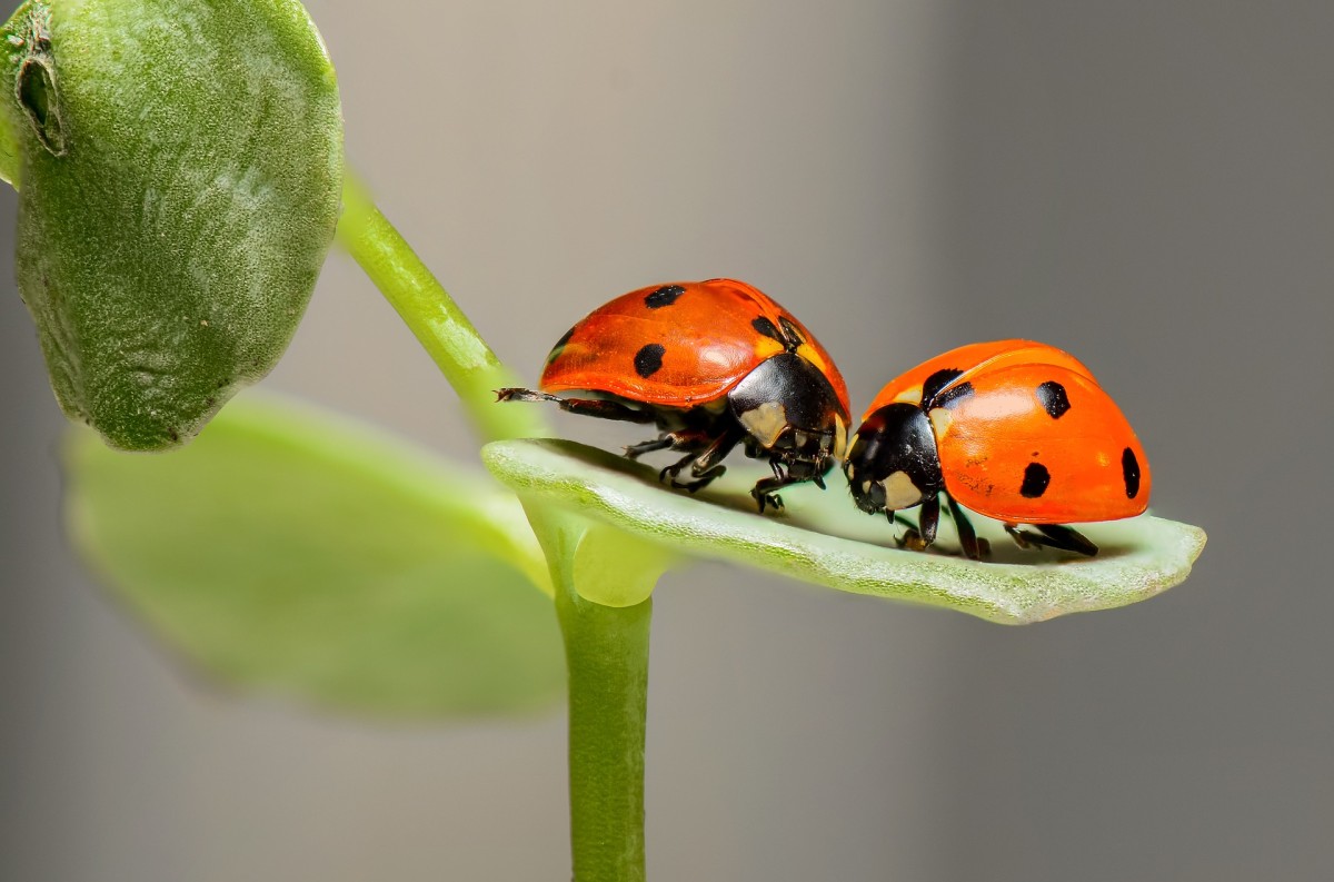 Eliminar ácaros das plantas