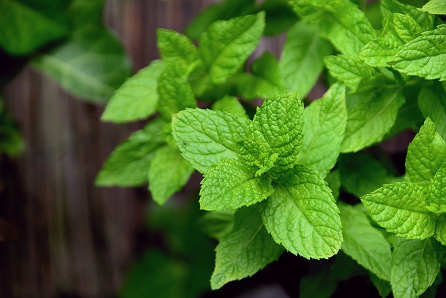 Planta medicinal marroio