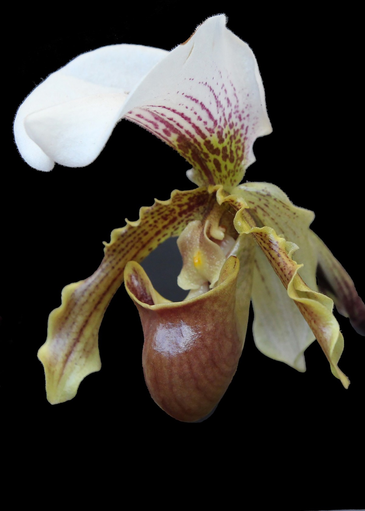 Orquídea Sapatinho