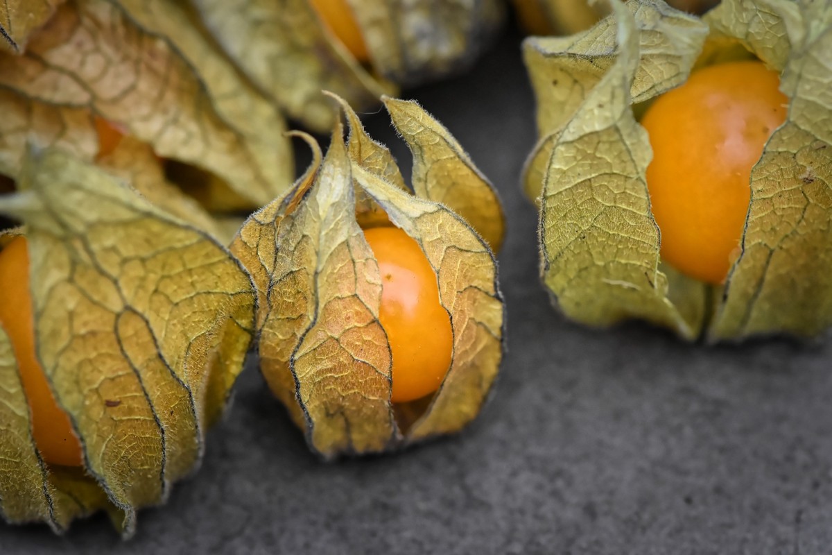 Planta medicinal Physalis