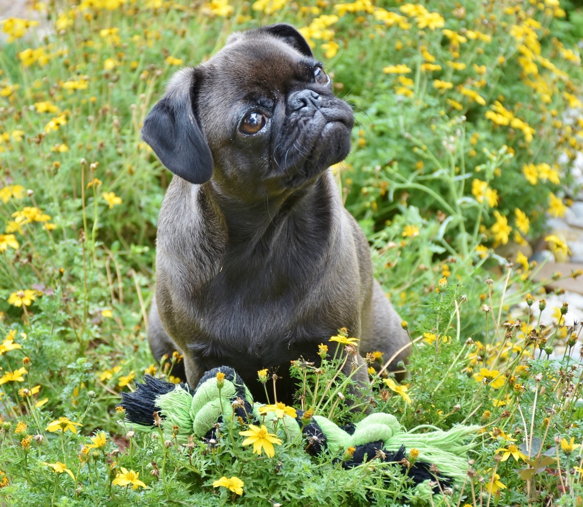 Gatos e cães em casa? As plantas seguras para animais domésticos