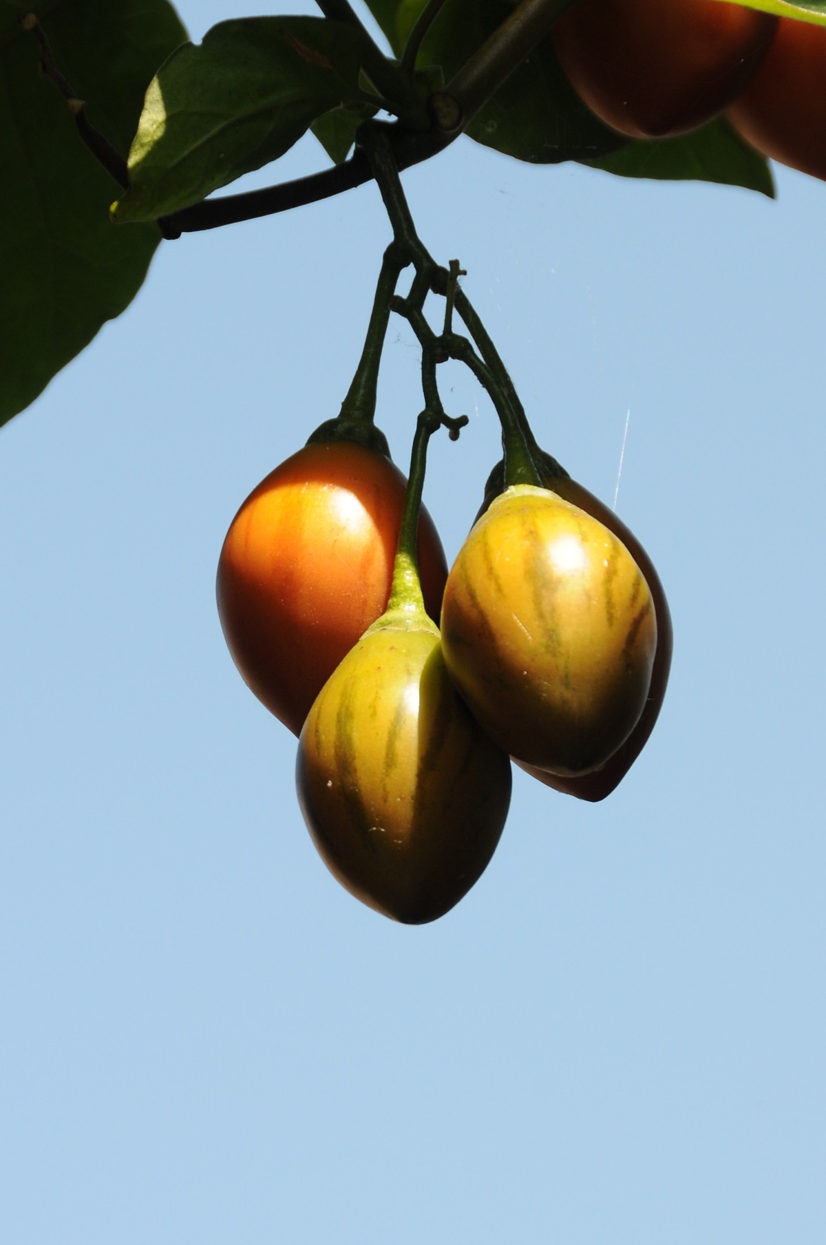 Tamarilho
