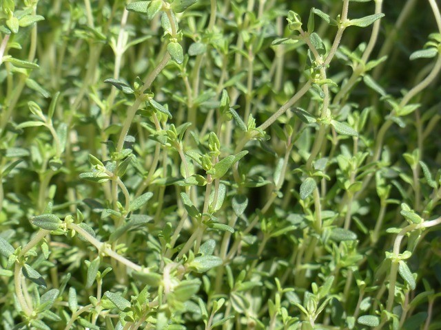 Planta medicinal tomilho