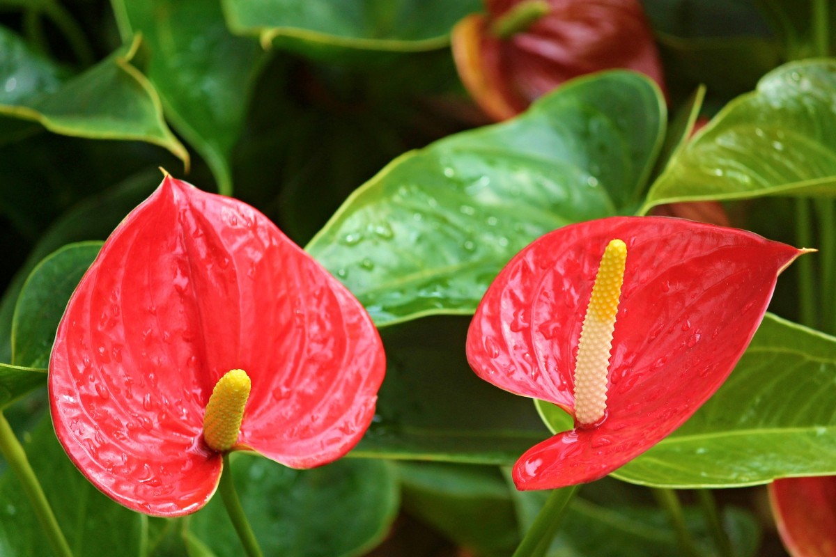 Plantas que purificam o ar