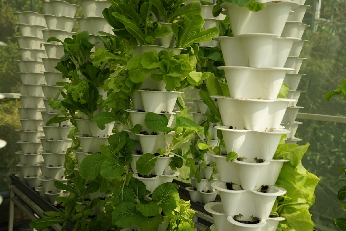 Plantar legumes