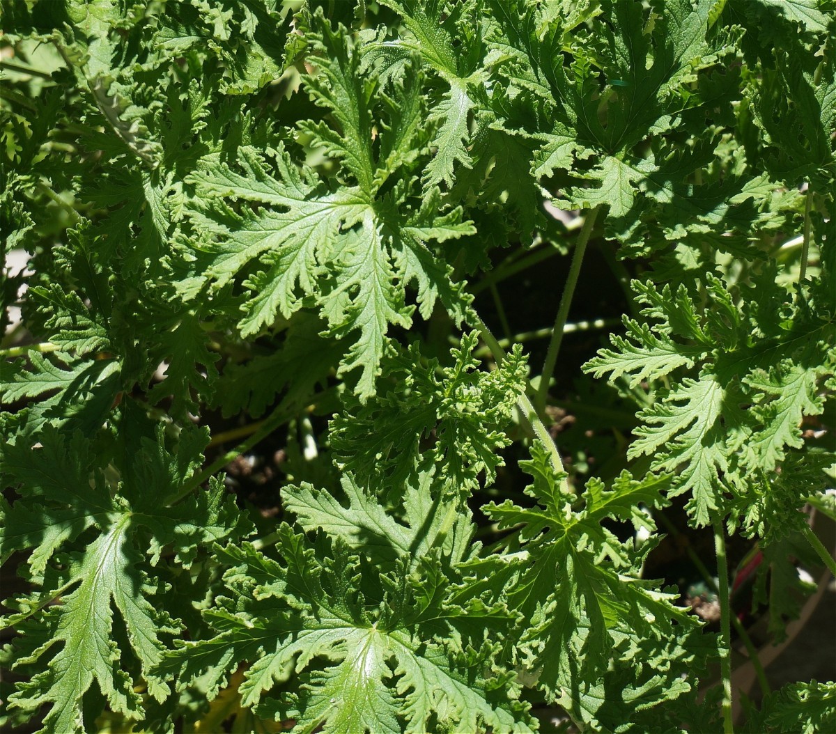 Citronela
