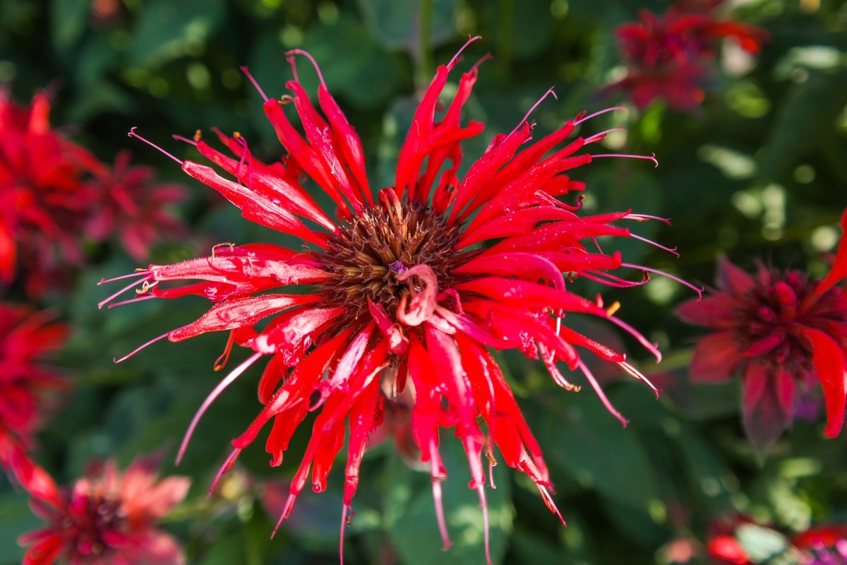 Monarda