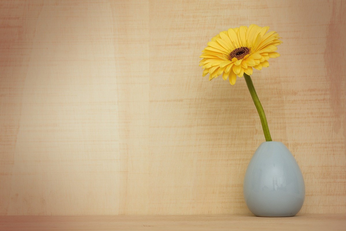 Gerberas purificam o ar