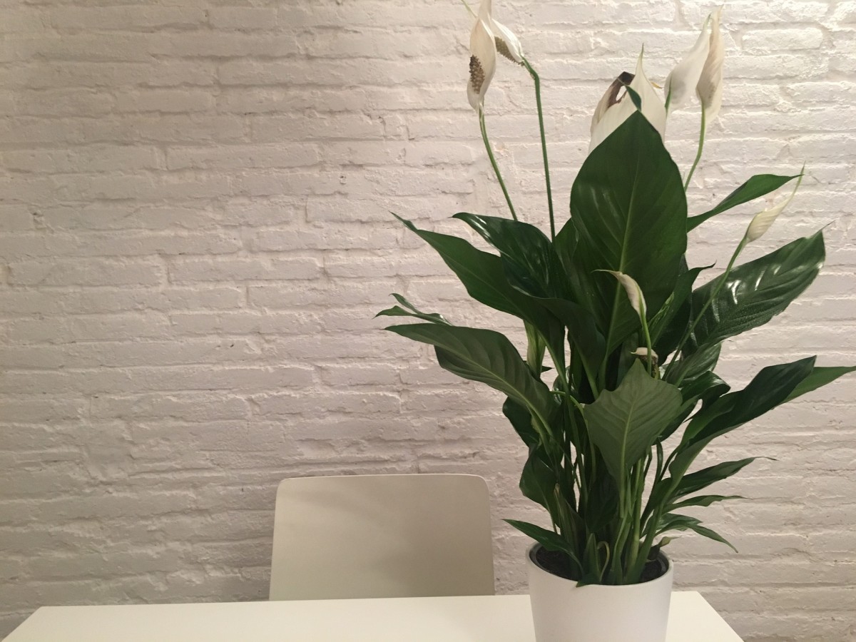 Plantas para renovar as energias em casa