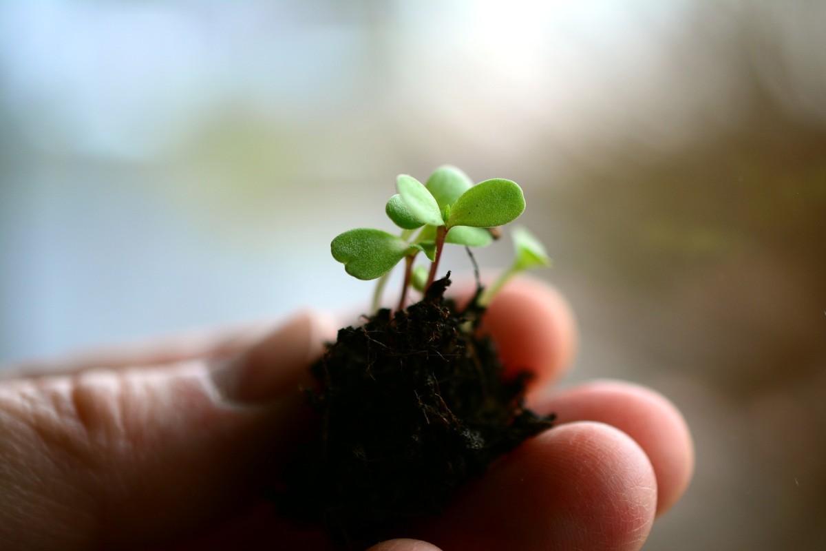 Como fazer mudas de plantas