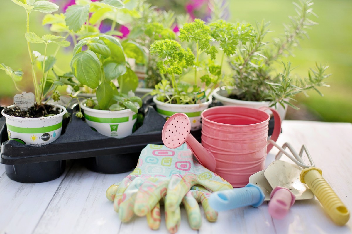 como fazer mudas de plantas