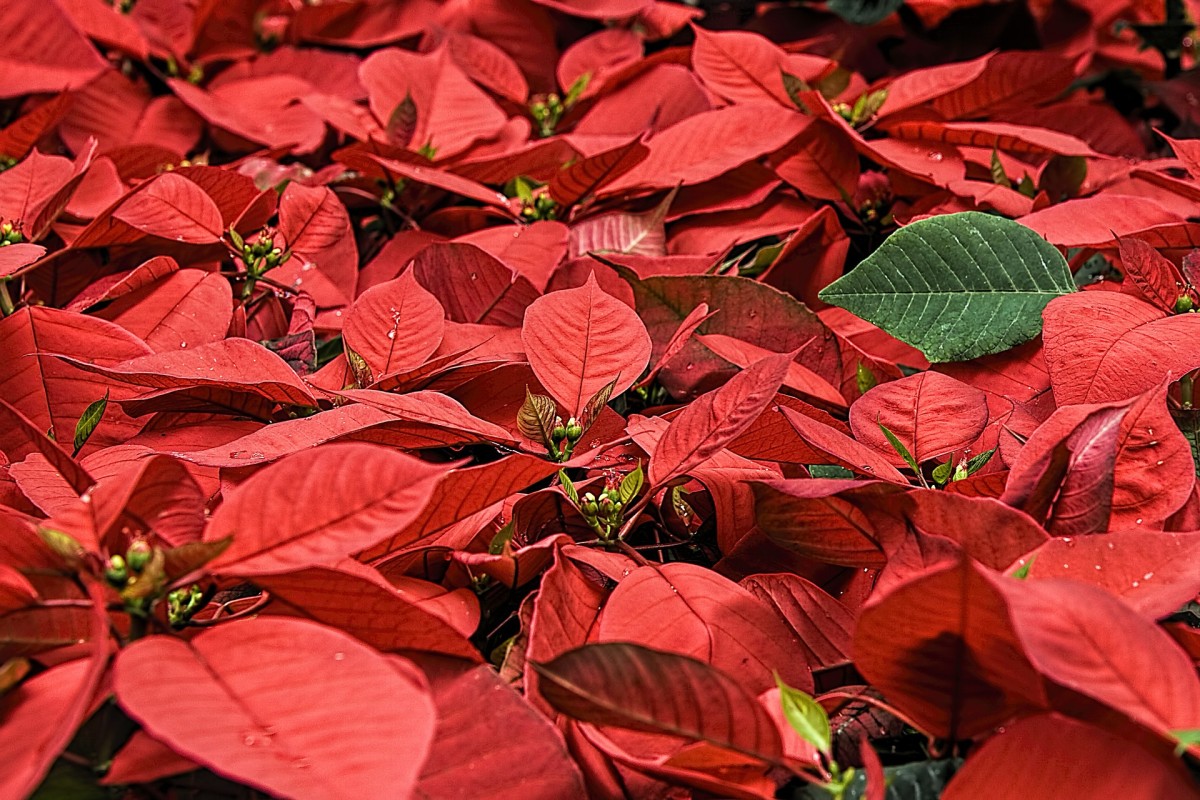 Plantas de interiores