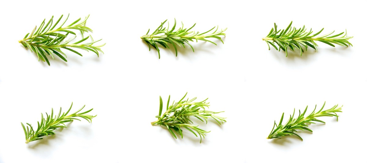 Plantas alecrim