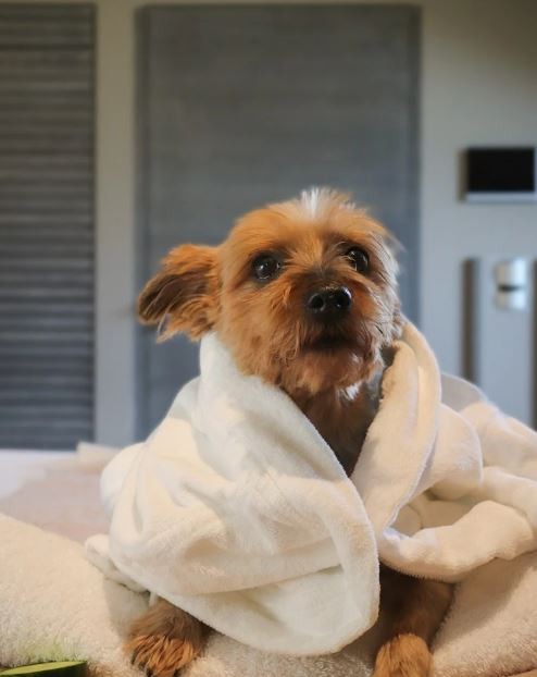 Spa para cães