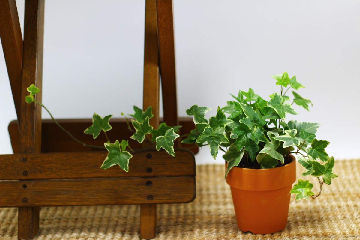 Plantas para ter na casa de banho — idealista/news