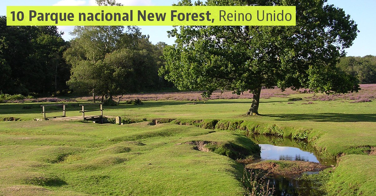 New Forest, Reino Unido