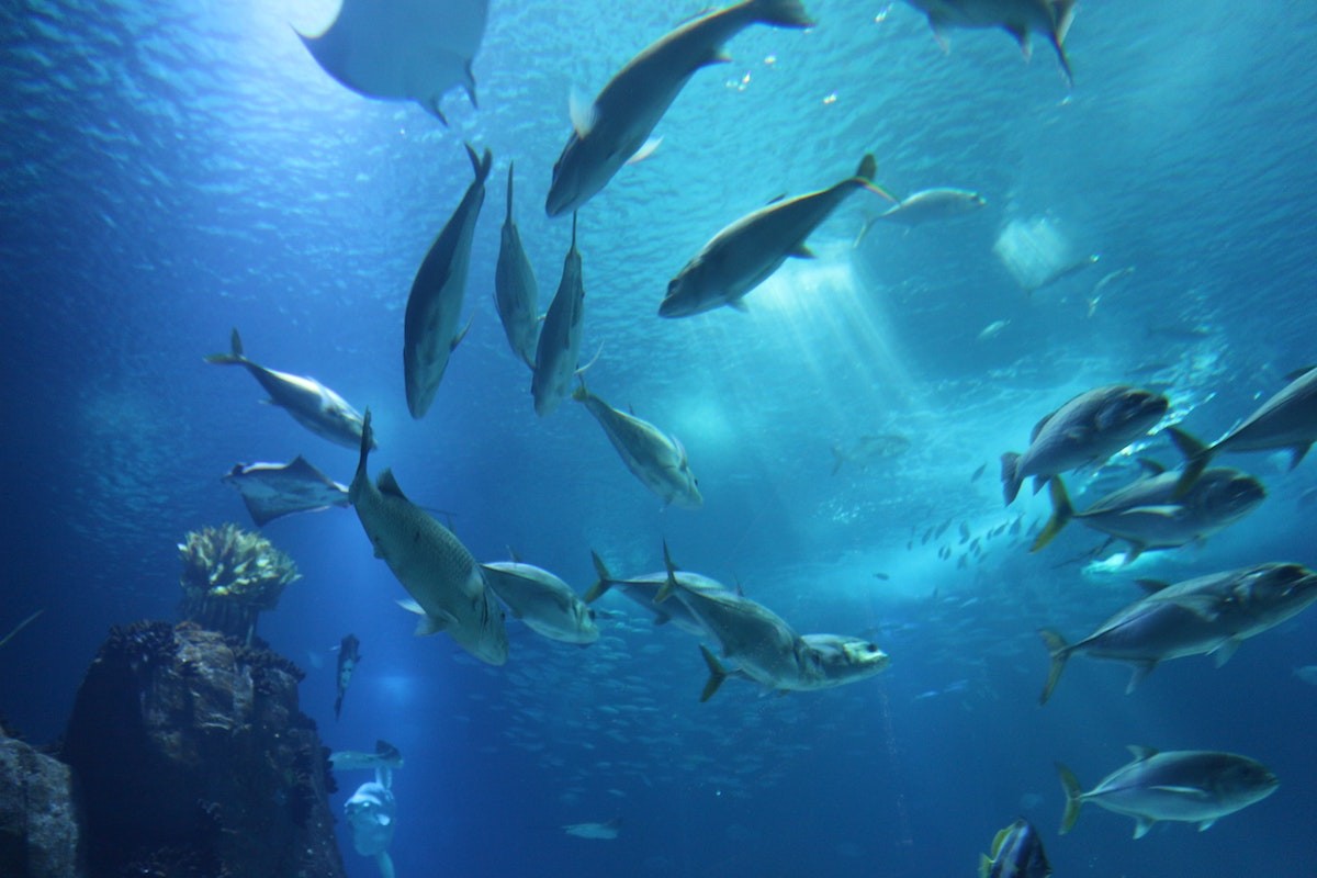 Oceanário de Lisboa