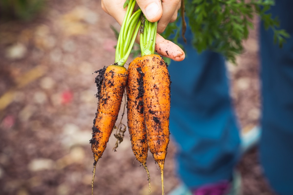 o que cultivar na horta