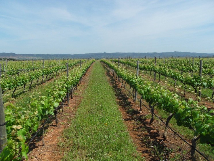 Producción de vino alentejano