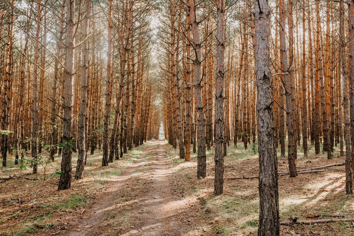 Limpeza de terrenos em Portugal