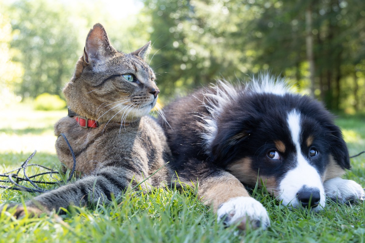 cães e gatos