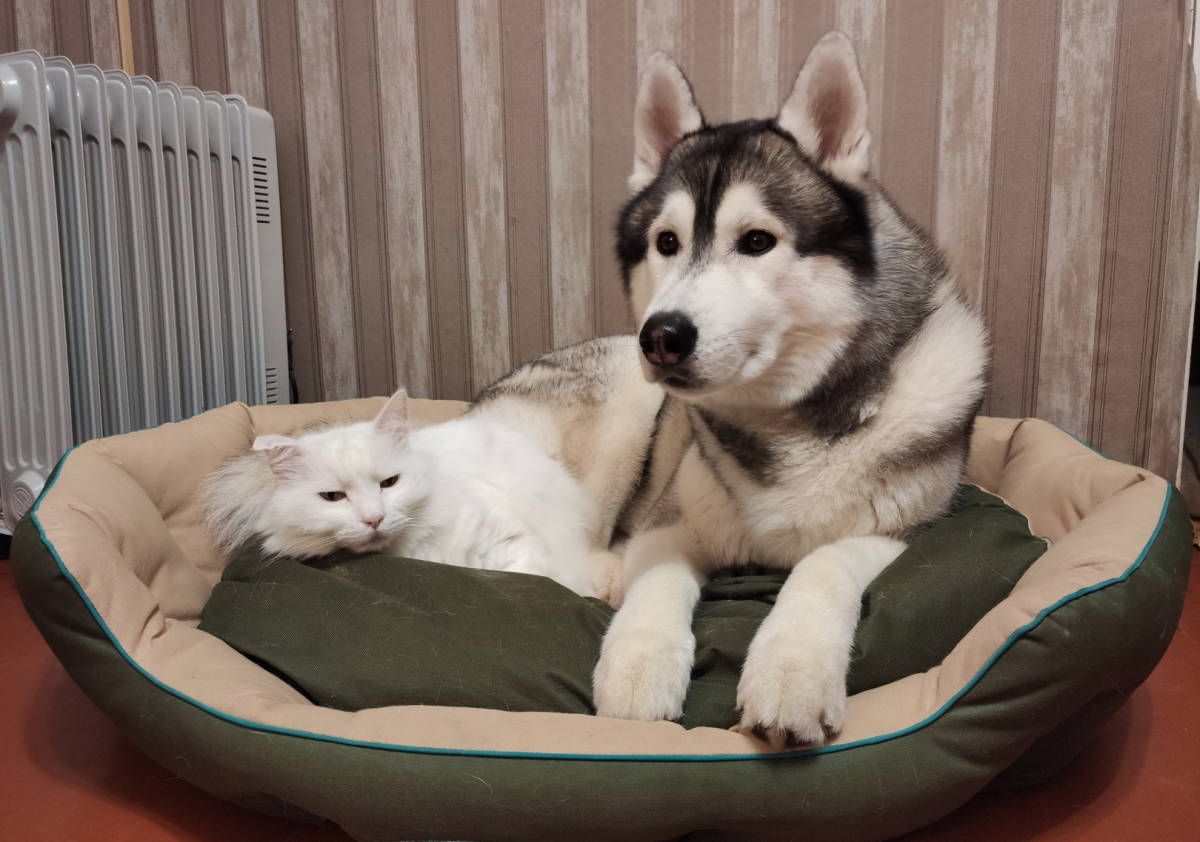 camas para gatos