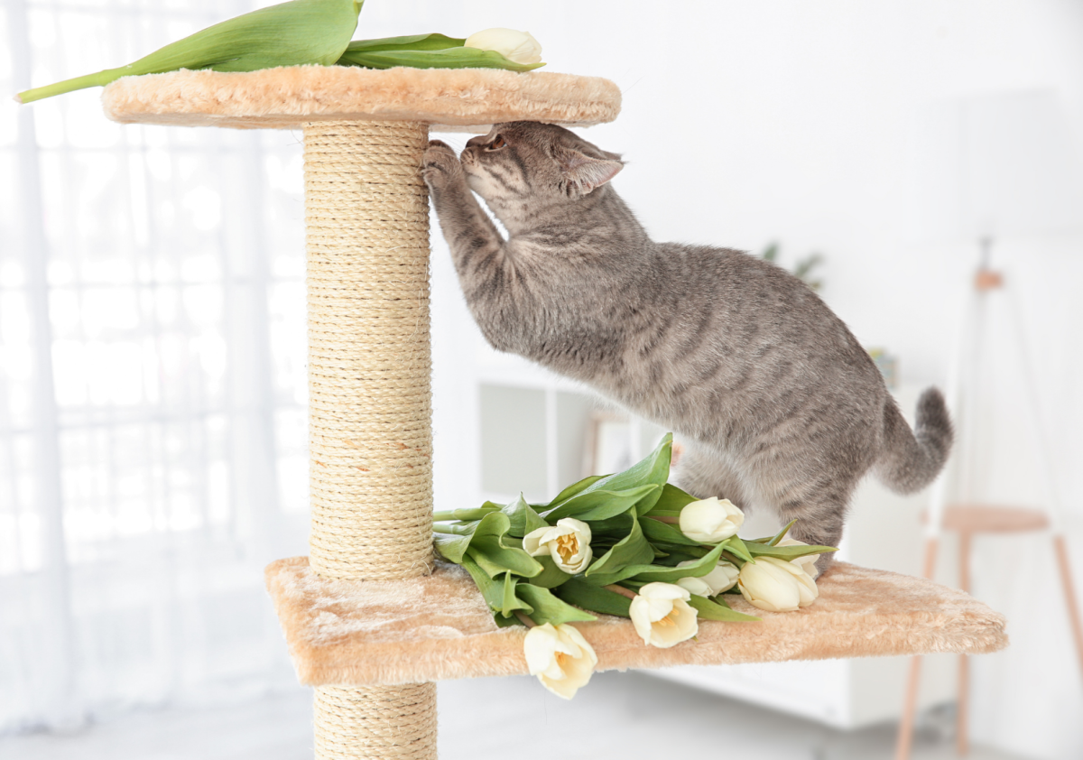 móveis para gatos