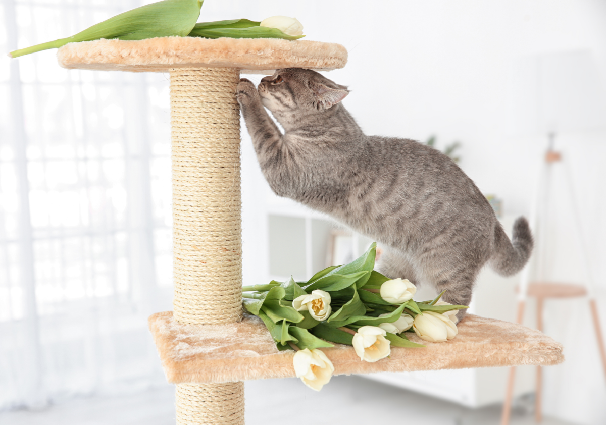 Preparar a casa para ter um gato — idealista/news