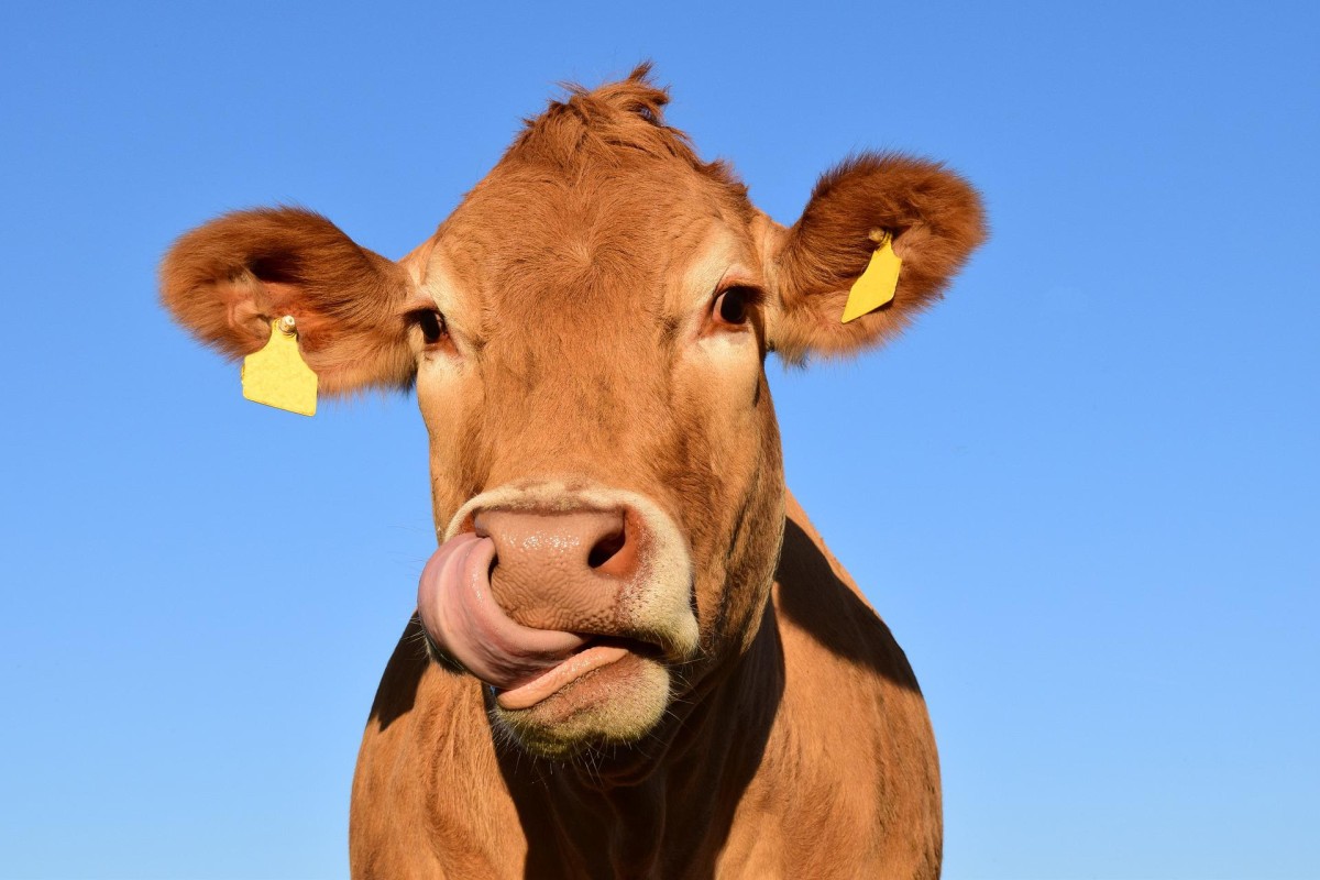 ter uma vaca leiteira