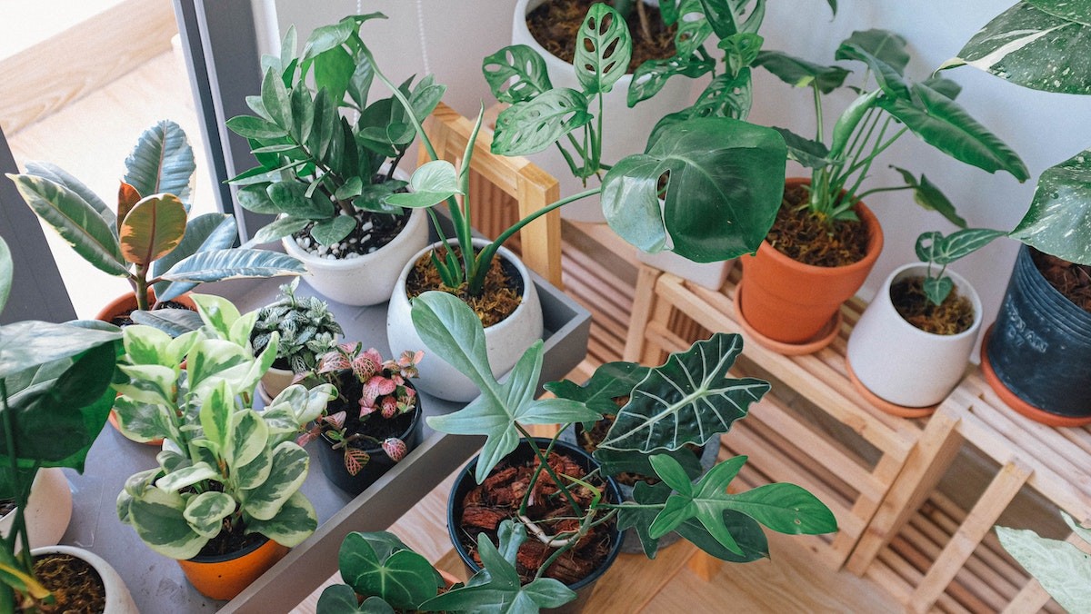 cuidar das plantas ao viajar