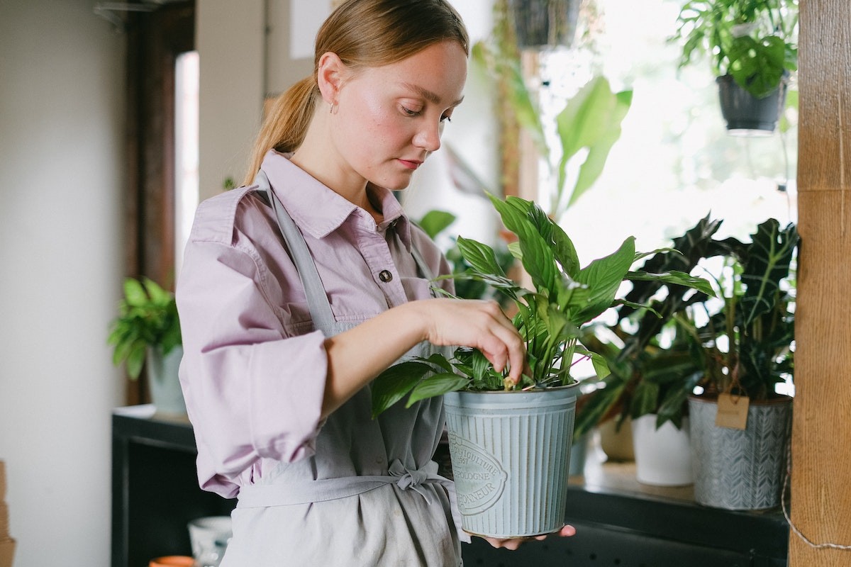 dicas para parar de matar plantas