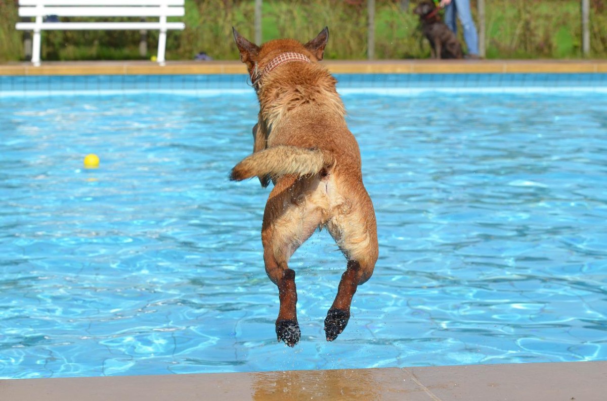 animais de estimação
