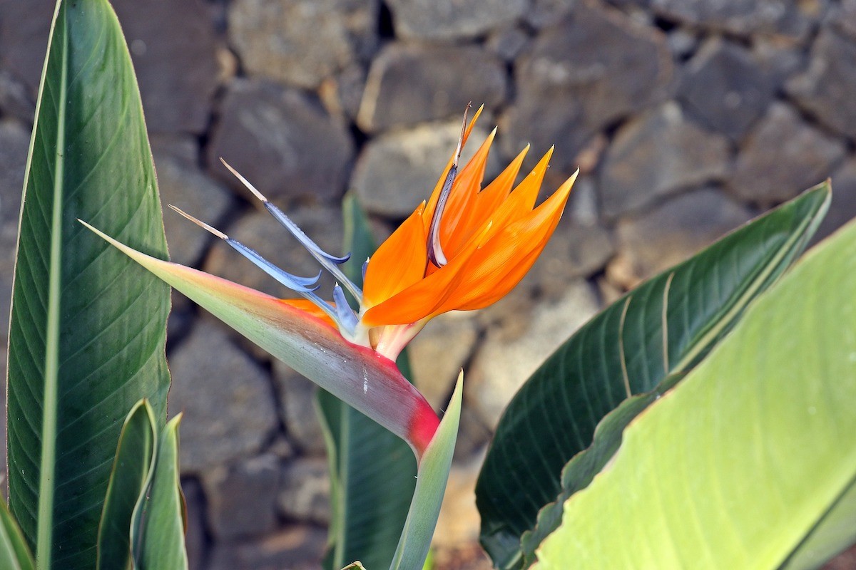 strelitzia