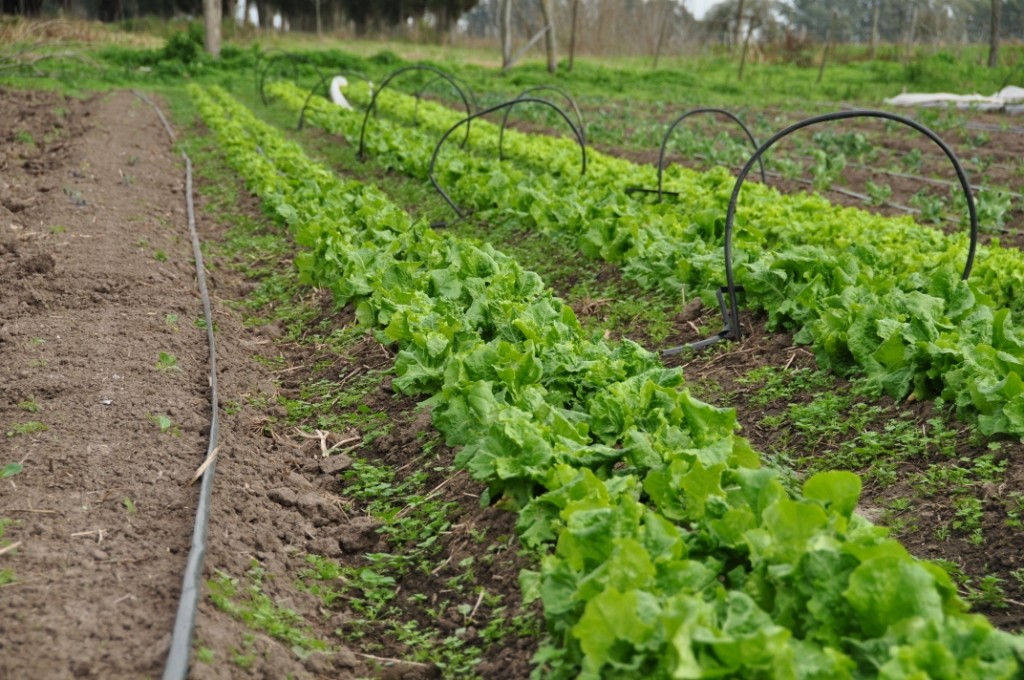 terreno agrícola