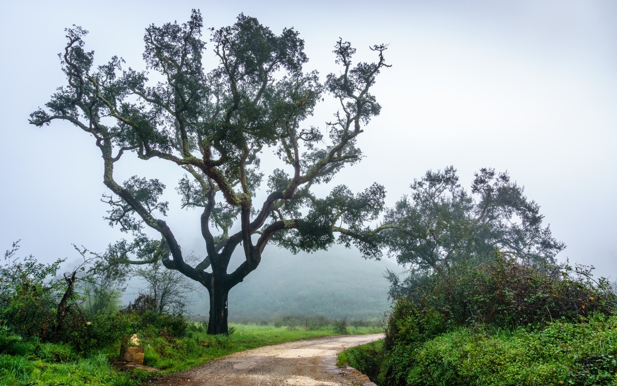 Registo de terrenos no Balcão Único do Prédio está a aumentar