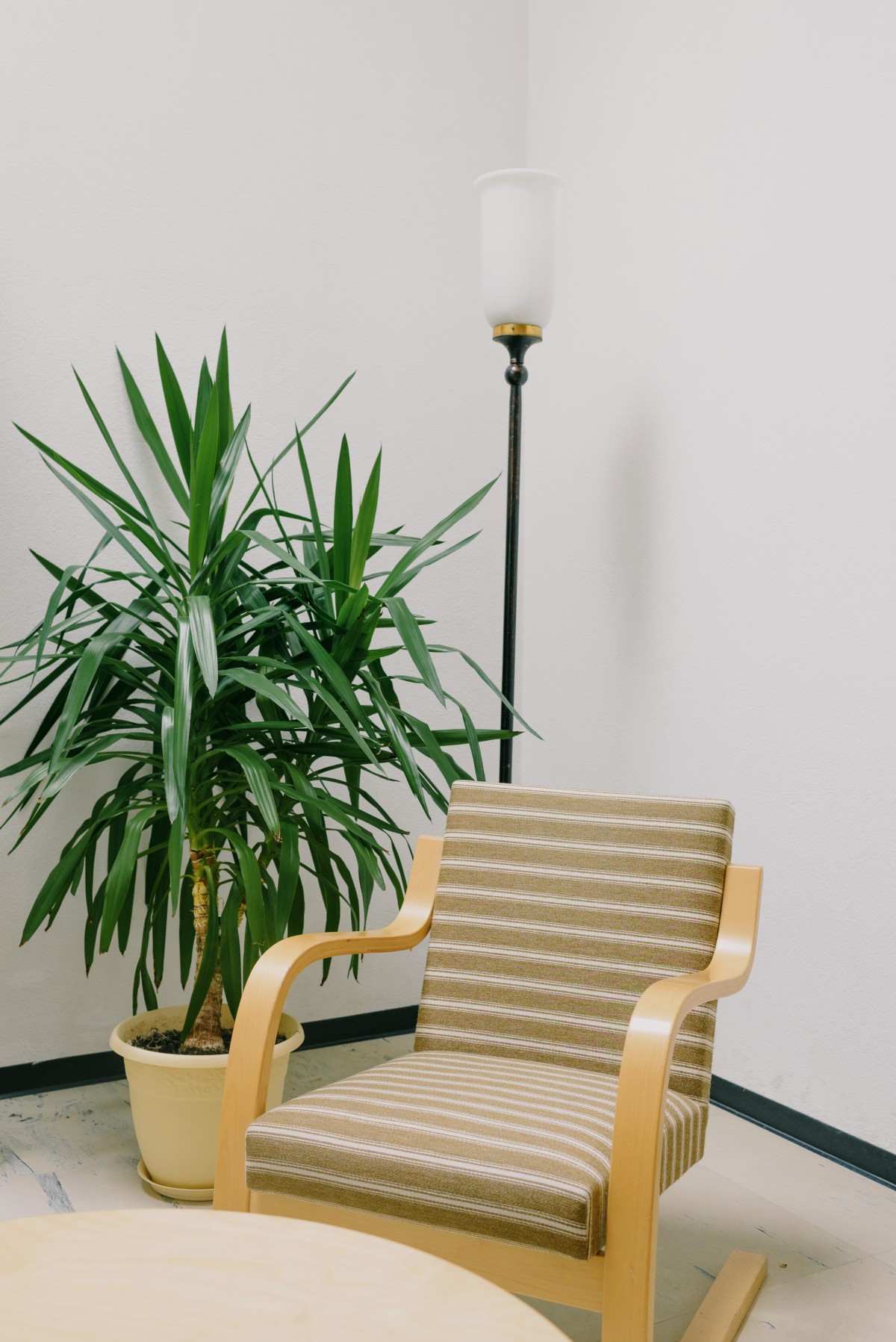 Decorar a casa com plantas