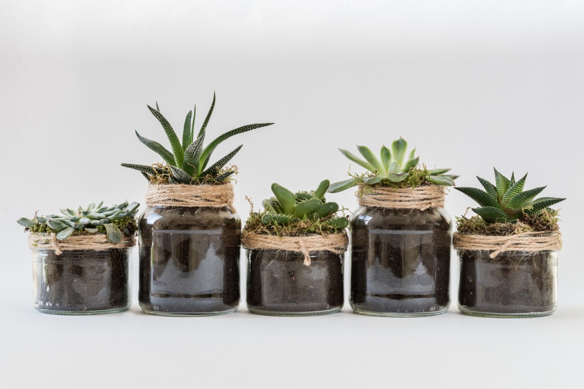 Plantas em casa