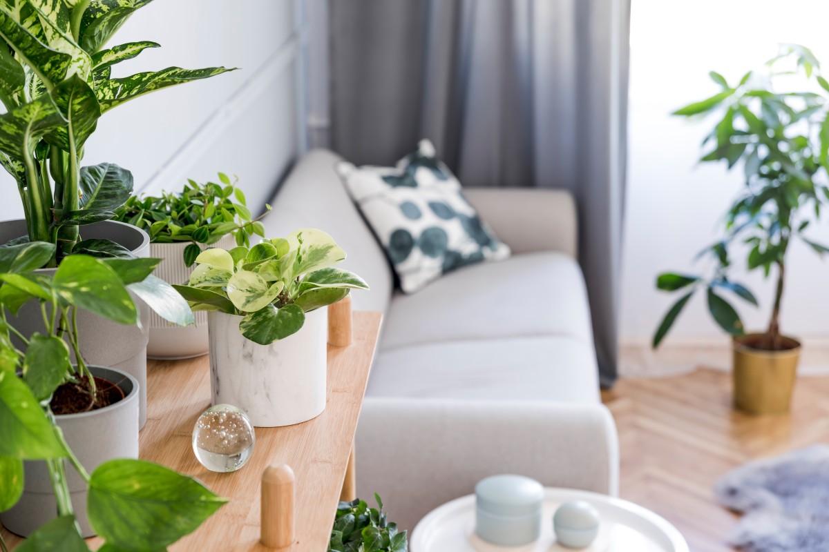 fertilizar as plantas