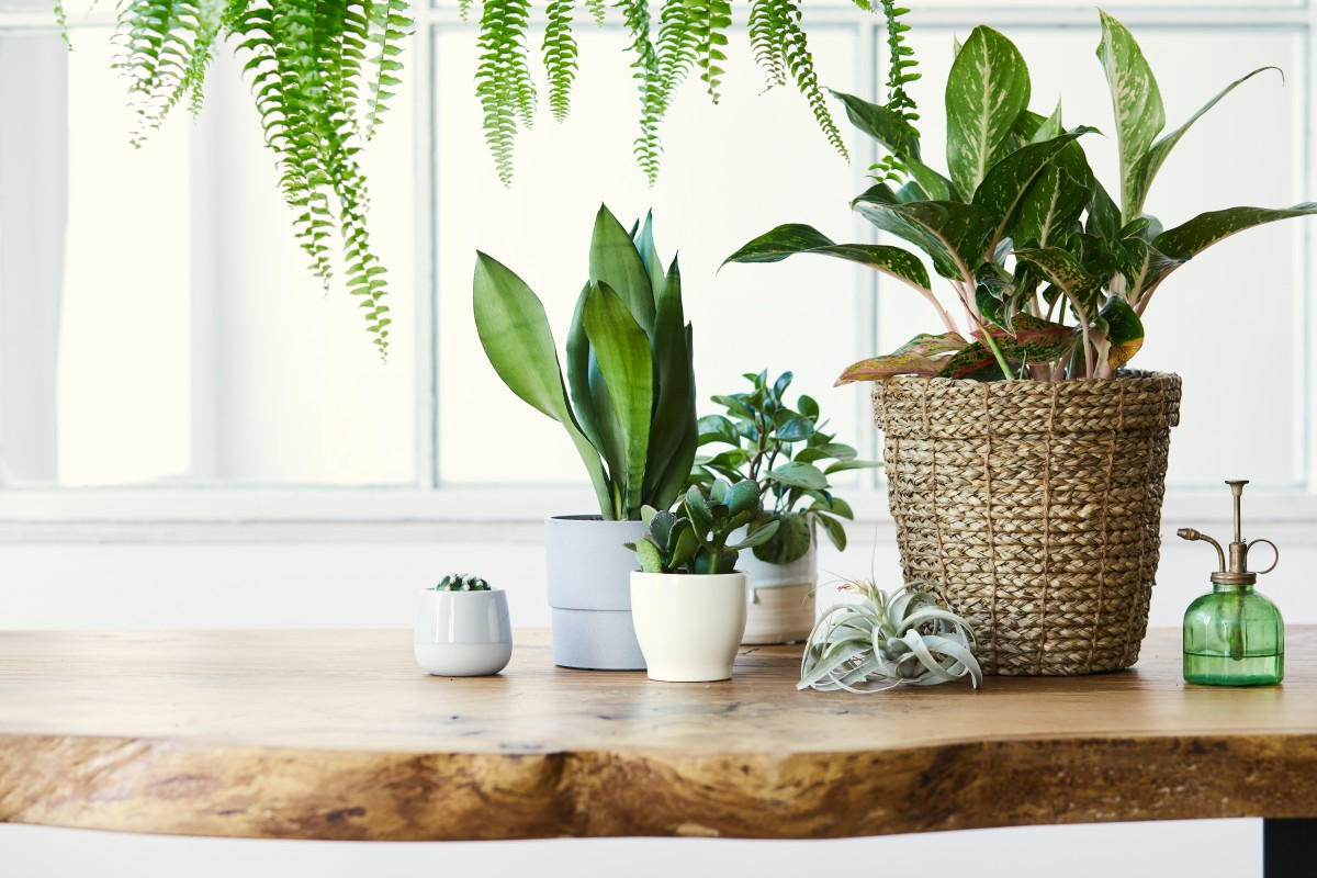 cuidar das plantas