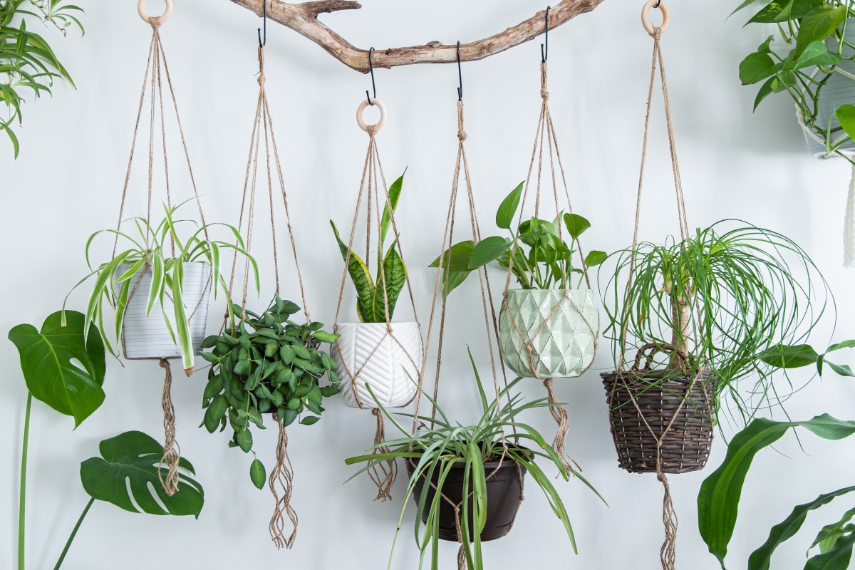 regar as plantas