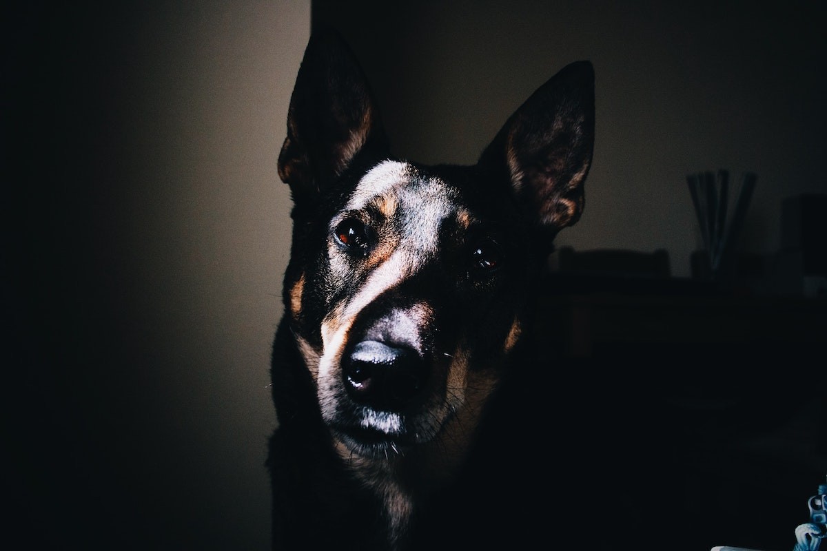 cão à sombra