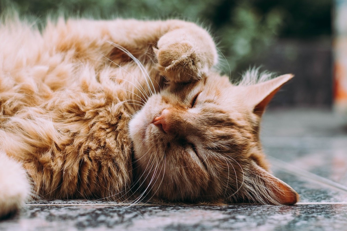desparasitante de animais domésticos