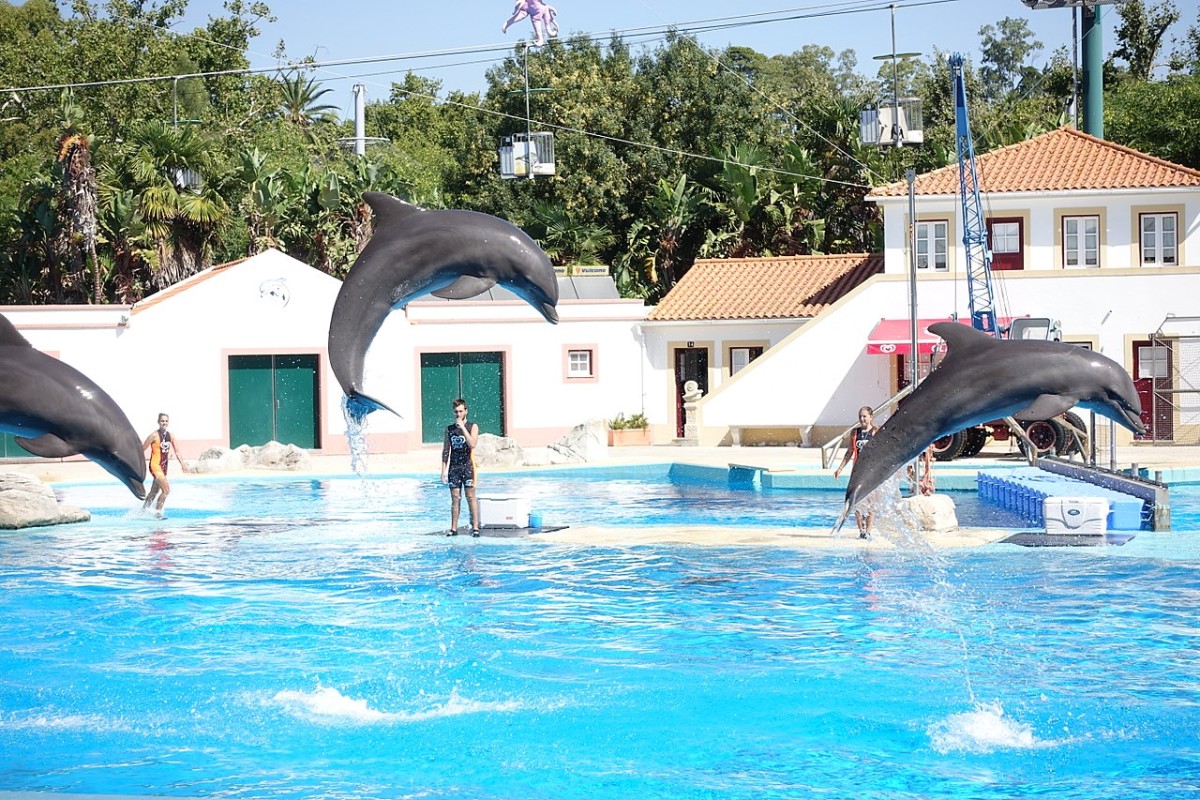 Jardim Zoológico Lisboa Golfinhos