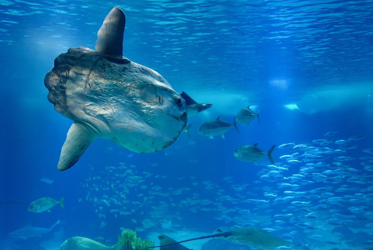 Oceanário de Lisboa